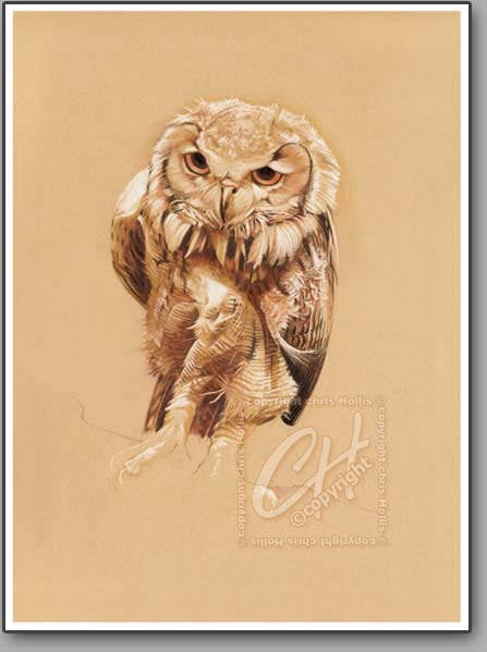 baby owl