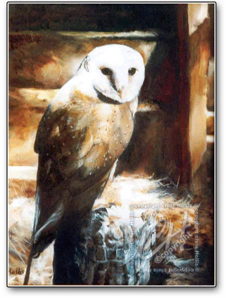 barn owl