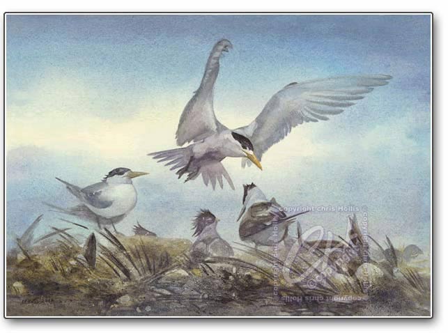 crested terns