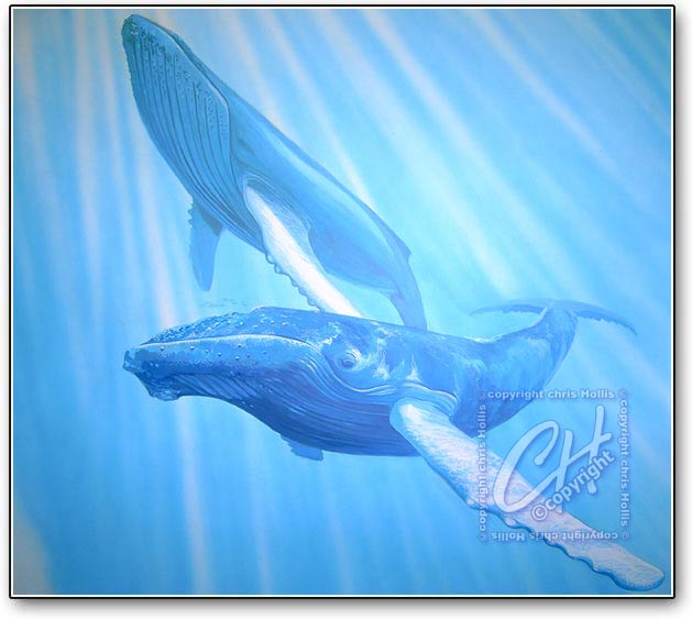 Humpback Whales