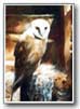 barn owl