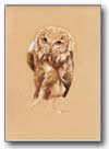 baby owl