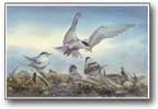 crested terns