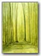 Portree Forest