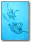 turtles